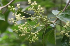 Euodia lunu-ankenda var. tirunelvelica
